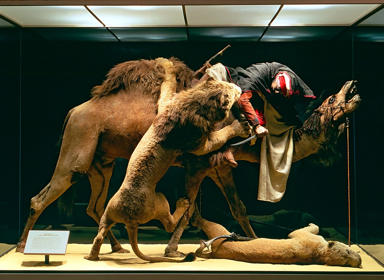 Museum diorama of lions attacking a man on a camel 