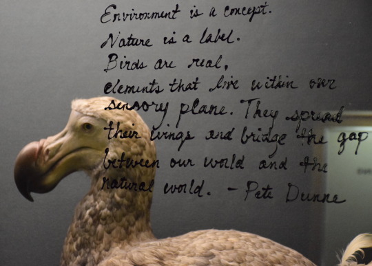 poem written on glass in front of dodo replica