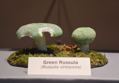 Green Russula Mushroom