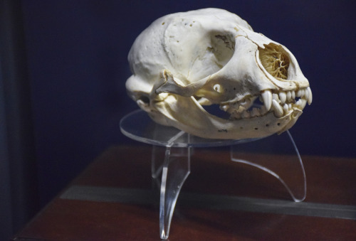 skull of a kasagea, freshwater seal