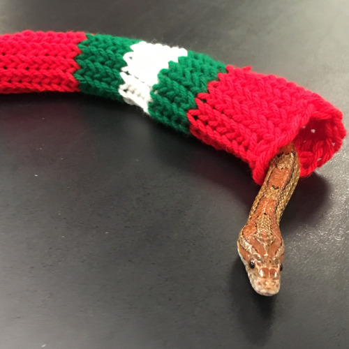 Corn snake wearing a red and green sweater