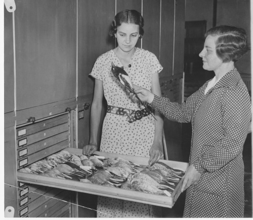 Ruth Trimble holding a bird skin from a specimen drawer