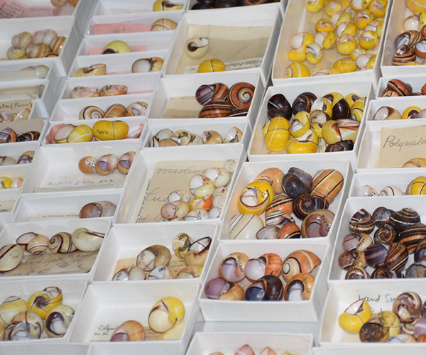 Colorful mollusks collection