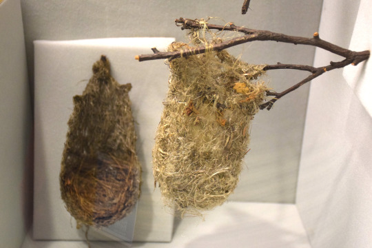 Oriole nests