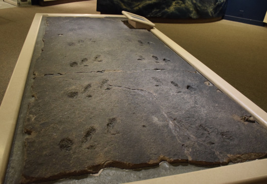 fossilized tracks of a eurypteri