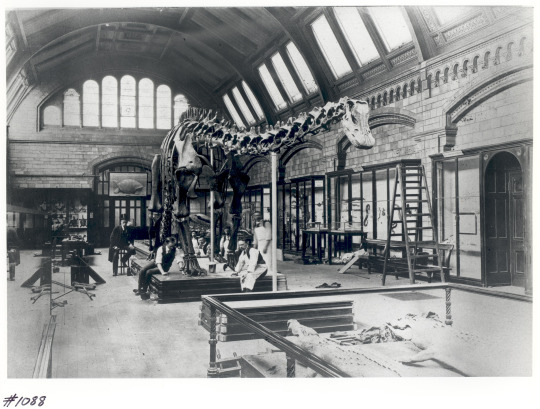 a cast of Dippy in the Natural History Museum in London