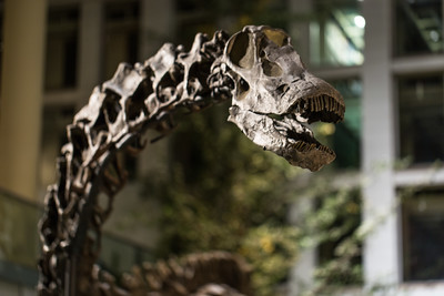 Dippy on display in Carnegie Museum of Natural History