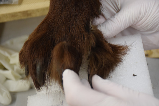 timber wolf paw