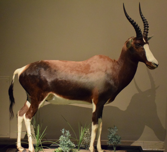 Bontebok on display in the Hall of African Wildlife