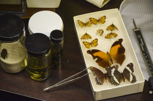 Butterfly specimens and tools on a desk