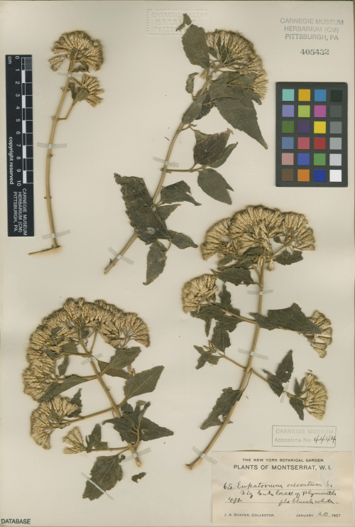 specimen Chromolaena odorata