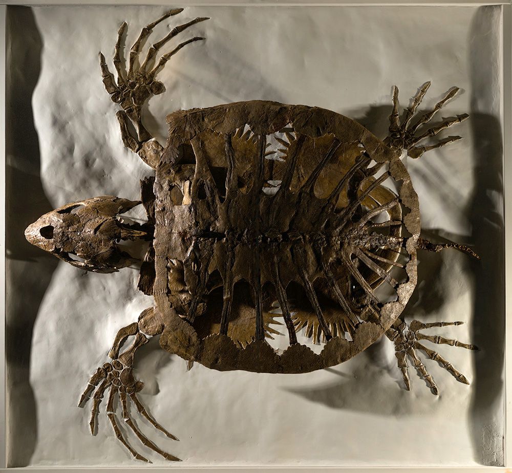 fossil of a giant sea turtle