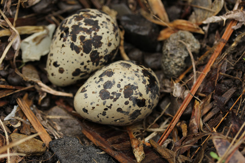 Spotted eggs on the ground in the forest