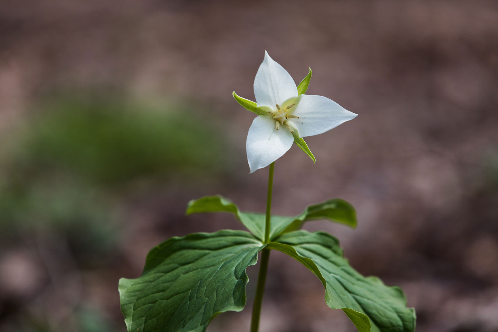 White flower blooming at Powdermill