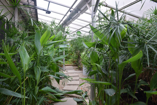leafy plants in a greenhouse 
