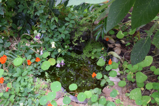 water-purifying plants growing around a pond