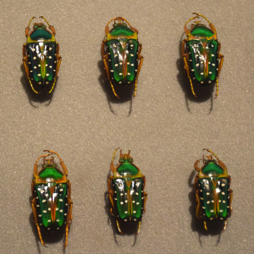 green spotted flower beetles