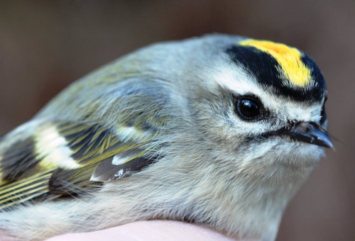 Golden-Crowned Kinglet, small grey/tan bird with a yellow patch on its head