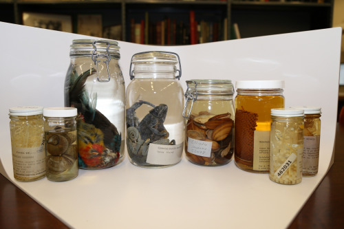 Row of alcohol jars containing a variety of specimens 