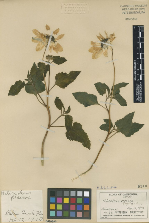 preserved specimen of the flower Helianthus debilis, also known as beach sunflower