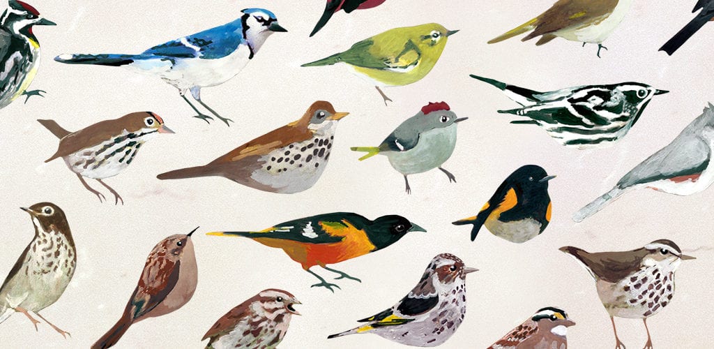 drawings of birds made for the Dawn Chorus app