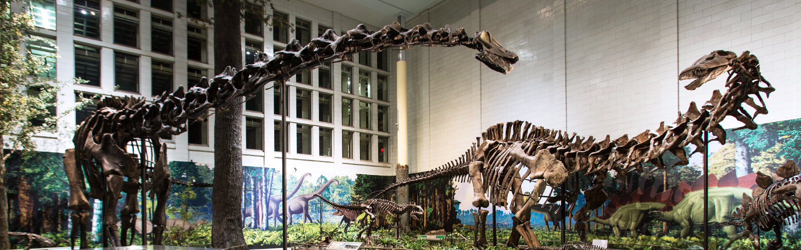 dinosaur hall can be explored on a field trip
