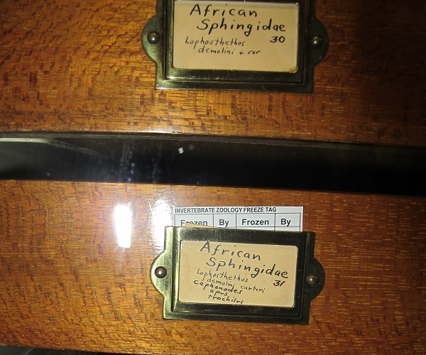 drawers containing african sphingidae