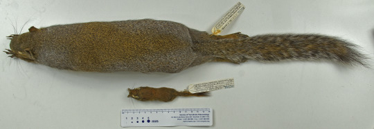 brown squirrel specimen in the Section of Mammals 
