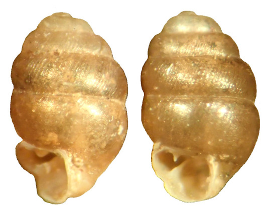 Vertigo angustior, CM62.27772 from Switzerland. (Photo by Charles F. Sturm). Golden snail shells.