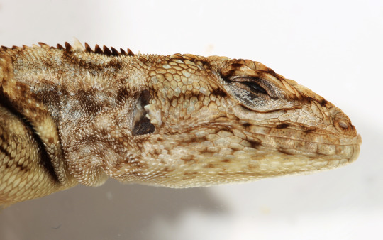Digital photo of the head of a spiny lizard, a tan and dark brown spotted reptile 