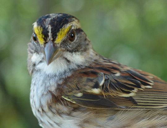 Small brown bird with bright yellow stripes coming up from its forhead looking at the camera