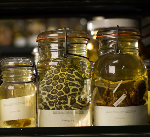 reptile and amphibian specimens in glass jars, preserved in alcohol 
