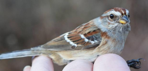 American Tree Sparrow, a small brown bird