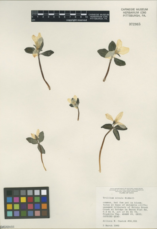 Trillium nivale (snow trillium), delicate white flowers with green stems and leaves pressed on paper