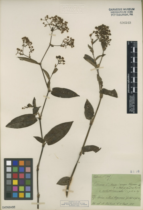 A specimine of olygonum chinense, Chinese knotweed, dried and pressed to paper