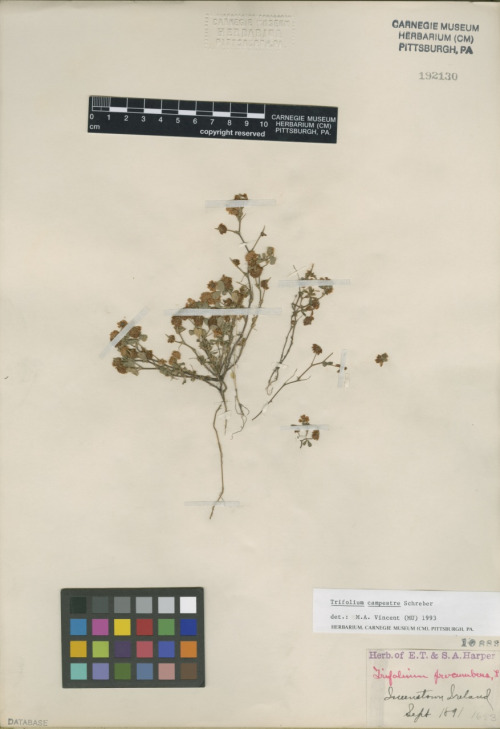 clover species (Trifolium campestre) pressed and dried