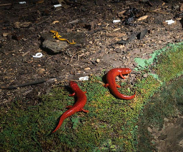 Red salamanders in a display case