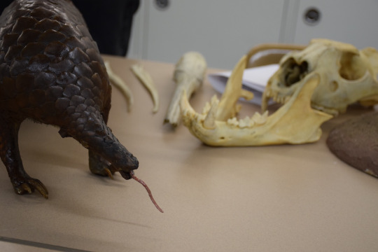 a taxidermy pangolin and some example skulls from mammals
