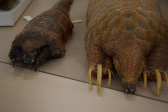 Two species of pangolin