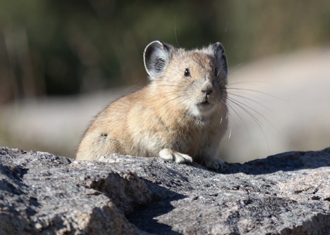 The American Pika, small mouse-like rodent, brown fur with dark ears