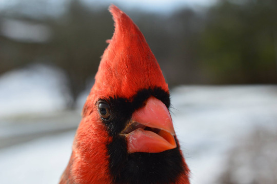 Male Northern Cardinal, a bright re d bird with black markings around its face