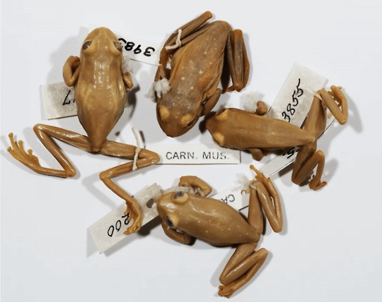 Polka dotted tree frog, four brown frogs with white spots