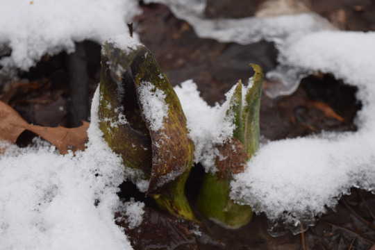 Skunk cabbage coming up in the snow
