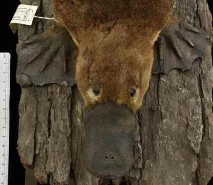 head, bill, and front feet of a platypus taxidermy