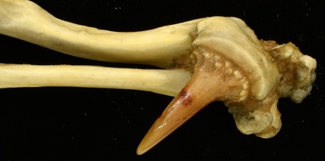 ankle bone of a male platypus