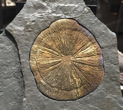 sediment concretion in a circular shape with lines fanning outward like sun rays