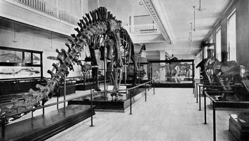 Gallery of Paleontology as it was in 1907