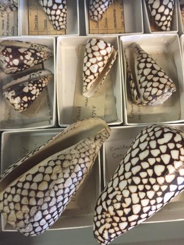 Cone snail shells, brown and white spotted shells, 2 or 3 inches long
