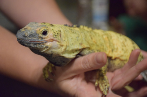 Yellow-green iguana lizard being held by a museum staff member