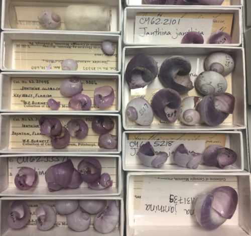 A variety of purple shells in a specimen drawer in the mollusk collection